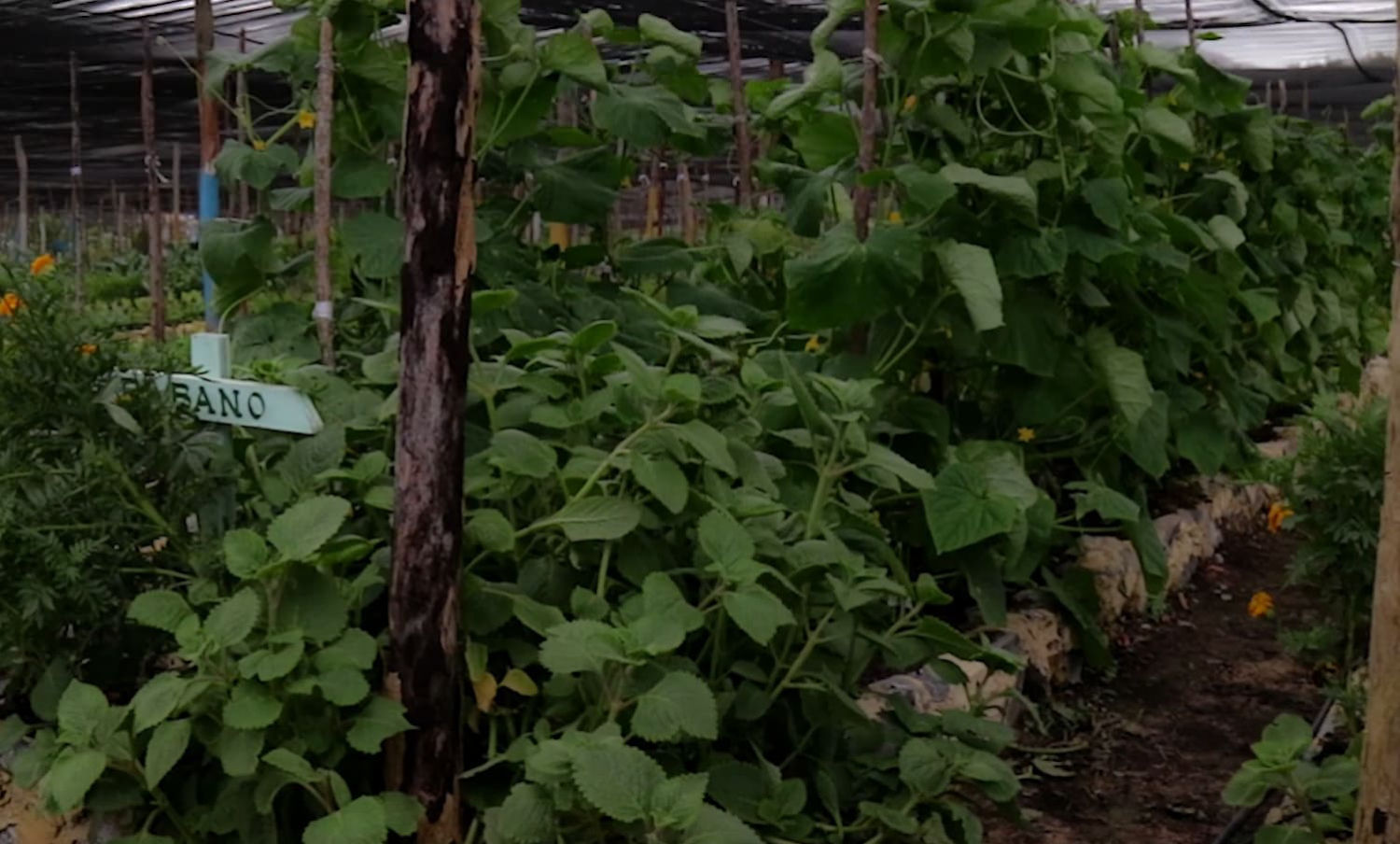 Land wirtschaft in Finca El Olivo Viñales